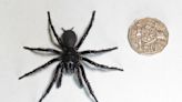 Hallan en Australia una de las arañas más grandes y venenosas del mundo
