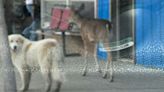 Deer and Dog Friends Enjoy Stroll Together Through Iowa Town Before 'Remorseful' Parting