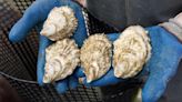 Canadian Food Inspection Agency investigating after parasite found in P.E.I. oysters