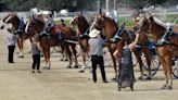Ashland County Fair winners: Draft Pony Pull