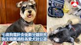 七歲狗電針灸後數分鐘猝死 狗主極難過盼為愛犬討公道