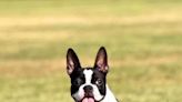 Morristown couple offering $6K reward for the return of their Boston terrier Meep