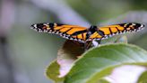 Monarch butterflies' signature color patterns could inspire better drone design