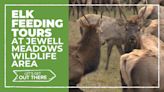 Get up close with Roosevelt elk at Jewell Meadows Wildlife Area