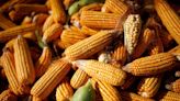 Exclusive-China rolls out GMO corn planting, starts small