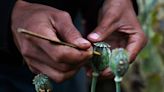 Myanmar overtakes Afghanistan as world’s largest producer of opium