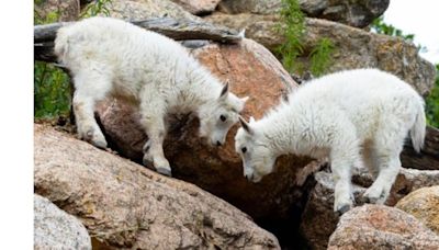 New arrivals to the Cheyenne Mountain Zoo!