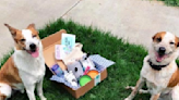 We've Officially Determined the Best Dog Subscription Box