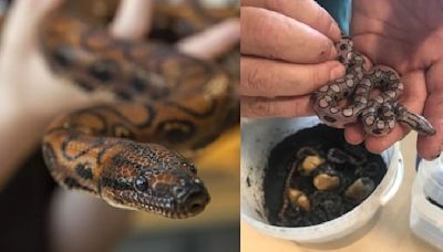 Male snake called Ronaldo gives birth to 14 babies in rare 'virgin birth'
