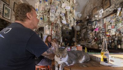 At these locations around the world, cats are the star