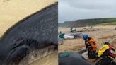 Encuentran a 55 ballenas muertas en playa de Escocia