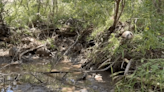 Family of armadillos takes mud bath to beat the heat at Inks Lake State Park