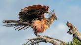 Hoatzin: al ave más extraña del mundo le huele mal el aliento
