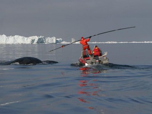 World's oldest whale found with 100-year-old harpoon in its side