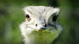 A Toddler Met An Ostrich At A Safari Park & He Reacted With Uncontrollable Laughter That Will Heal Your Soul