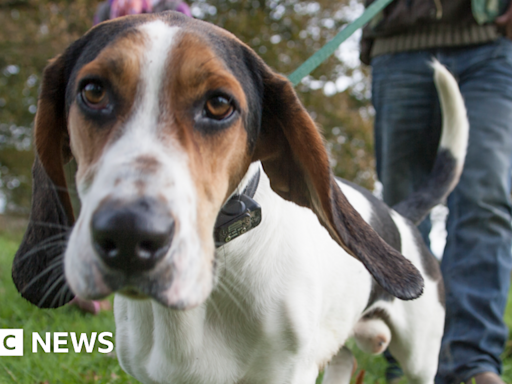 Medway: Council considers restrictions on dog walking in parks