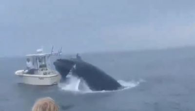 Baleia-jubarte pula em barco e atira pescadores no mar; assista ao vídeo