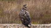 England’s white-tailed eagles feasting on cuttlefish but not lamb, experts say