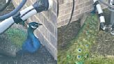 Rogue peacock found by Westfield police