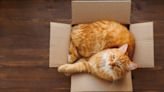 Why Do Cats Like Boxes? Vets Explain Why Kitties Can't Resist Cardboard