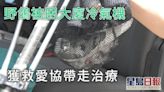 淘大花園野鴿被困冷氣機 愛協帶走治療