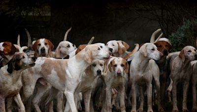 Denuncian a las monjas clarisas de Belorado por poseer un criadero de perros sin licencia en el convento burgalés