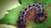 Spongy moth: Next invasive species destroying trees and shrubs, and how to kill them