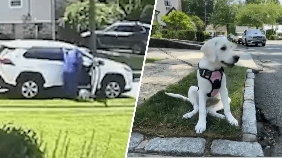 Woman in scrubs sought in caught-on-cam dog dump in Westchester County: SPCA