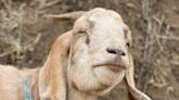 A Texas man bought a home, only to discover that a squatter and a 'pretty big goat' were living there. When he tried to get in months later, the goat attacked his dad.