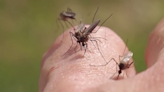 Expect to see more salt marsh mosquitoes after heavy rainfall