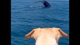 Rescue dog enjoys first look at blue whale, footage is 'priceless'