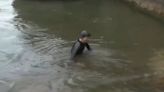 Video: la ministra de Deportes de Francia nadó en el río Sena para demostrar que el agua está apta | Mundo