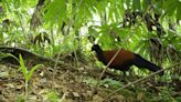 US researchers jubilant after rediscovering a bird lost to science for 140 years in Papua New Guinea