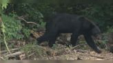 New law opens Louisiana black bear hunting for first time since 1988, licenses limited