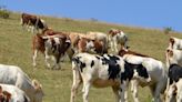 En Autriche, une randonneuse tuée dans une attaque de vaches, ses deux filles blessées