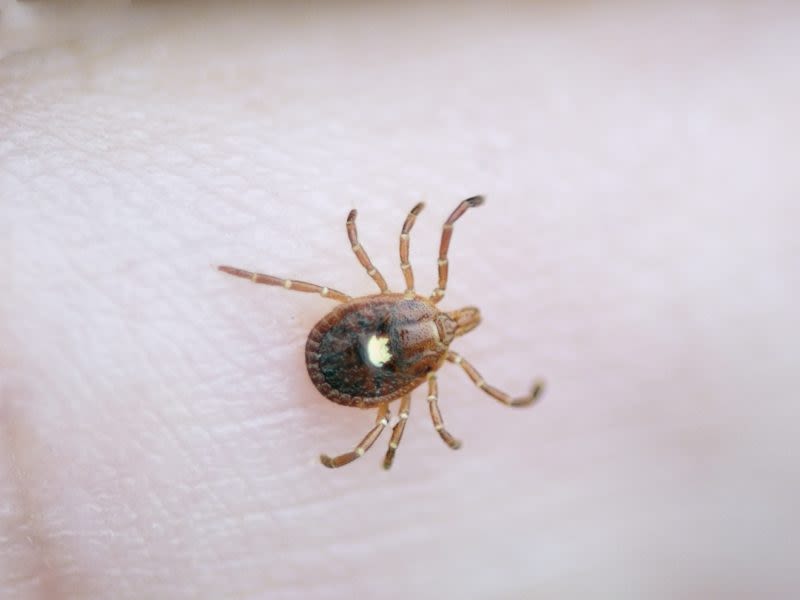 Tick that can cause meat allergy may be spreading: What to know