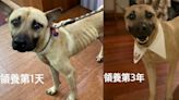 收養浪浪三年⋯飼主曝「前後變化」網感動：幸福寫在臉上