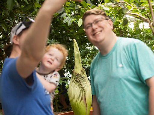 Como Park's rare, stinky corpse flower could bloom anytime. Here's how to watch.