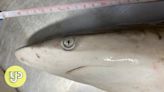 Sharks off coast of Brazil test positive for cocaine