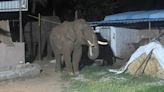 Elephant eats rice bran with plastic bag near Coimbatore, coconut trees damaged