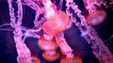 Scientists find clues to what makes 'immortal jellyfish' immortal