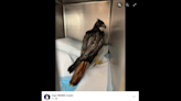 Hawk found mysteriously drenched in cooking oil. ‘Stressful’ process saved its life