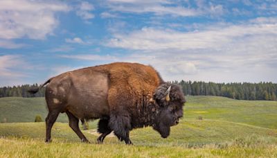 Drunken man kicked bison in Yellowstone, gets attacked and arrested