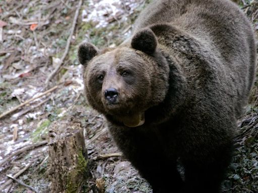 Perturbador hallazgo en California: le cortaron las patas a un oso y dejaron los restos tirados en la carretera