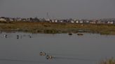 El proyecto de protección para el Lago de Texcoco ignora la conservación de los ahuehuetes en el lugar