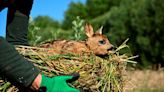 In Belgian farmland, 'Saving Bambi' one dawn mission at a time