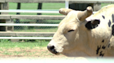 Carthage Stampede Rodeo is back in town with plenty of family fun