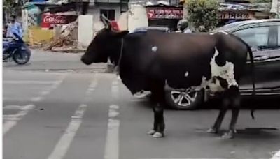 Viral video: Cow waits for traffic signals to go green, Pune Police shares message on Instagram; netizens react | Today News