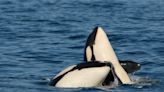 Orca moms fiercely protect their sons from bullying and fights — but not their daughters, study suggests
