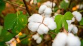 Cotton scouting schools will be held in Buckholts, El Campo, Ennis in May